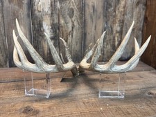 Super nice Kansas Wild Whitetail Antlers Set picture