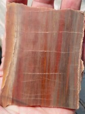 Petrified Wood AZ  Rainbow Red Orange Vivid Mineral Grain Detail Display Slab picture
