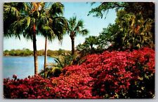 Azalea Time Tropical Flowers Florida Palms Cancel Riviera Beach FL 1958 Postcard picture