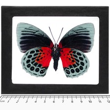 Agrias lachaumei VERSO blue green butterfly Peru FRAMED picture