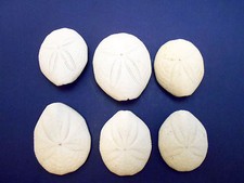 6 Beautiful White Puffer Sea Biscuits Shell Sand Dollar Beach Crafts Nautical. picture