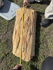 Large Heavy Piece Of Petrified Wood From East Texas picture