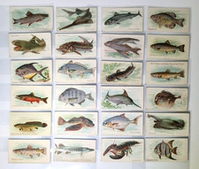 1910 Sweet Caporal/Piedmont Fish Series Cards (TS8) - Lot of 24 Cards picture