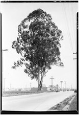 Large tree on the side of a road California Old Photo picture
