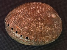 HALIOTIS KAMTSCHATKANA ASSIMILIS: LARGER THAN MY LAST OFFERINGS @ 96.91MM picture
