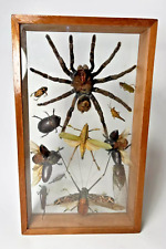 Vintage Real Tarantula Insects Bugs Collection Taxidermy Framed Wood Display Box picture