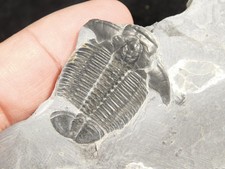 509 Million YEAR Old Elrathia Trilobite Fossil Cambrian Utah 126gr *C picture