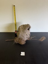 Gorgeous Bald Faced Hornets Nest made In Upstate New York #2 picture