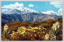 California Desert Spring Wildflowers Postcard picture