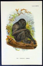 1890 Lloyds Natural History Antique Print - The Siamang Gibbon picture