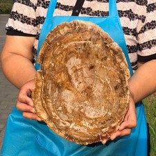4.62LB Large Natural Petrified Wood Crystal Fossil Slice Shape Specimen Healing picture