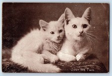 c1910's Cute Cat The Kitten Just We Two Portrait M T Sheahan Antique Postcard picture