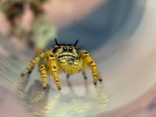 Live Pet Jumping Spider - Subadult Phidippus arizonensis  Sexed picture