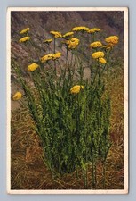 Antique Wild Flowers Countryside Yarrow Milfoil Botanical Art picture