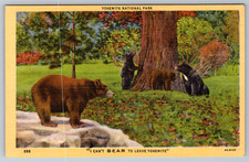 c1940s Yosemite National Park Bears California Postcard picture