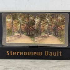 Autumn Days Stereoview Underwood & Underwood Early 1900s Colorized Forest Path picture