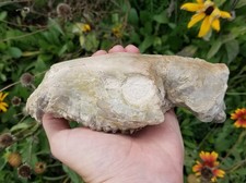 Fossil Oreodont Skull Tooth White River Nebraska Brule Oligocene Entelodont picture