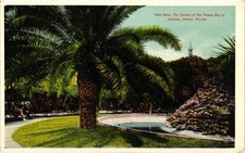 Date Palm Garden Tampa Bay Florida Vintage Postcard picture