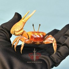 Crab specimen Uca arcuata, museum-quality taxidermy & display box picture