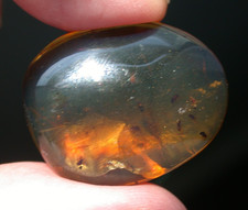 Cretaceous Flies Swarm in Burmese Amber Fossil Dinosaur Age Nice Fluorescense picture