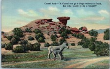 Baby Donkey Drinking from Mother CAMEL ROCK Santa Fe, New Mexico animal Postcard picture