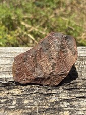 Large Fern Leaves Fossil Nodule- Natural 3.2” Mazon Creek IL Fern Plant Fossil picture
