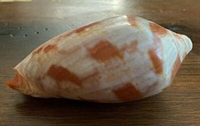 Zig Zag Volute - Cymbiola rutila ceraunia (var.) (Approx. 76mm) picture