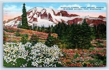 White Heather Blooms in Rainier National Park Washington June c1943 Postcard picture