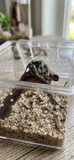 Bold Jumping Spider Sling. I-2 - I3. Juvenile Spider/ With Mini Terrarium picture