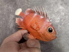 red bigeye Priacanthus macracanthus  Taxidermy Real Fish Skin Mount picture