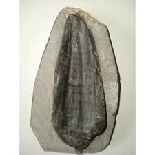 EXTINCTION- Cupressocrinus CRINOID FOSSIL - TOP QUALITY picture