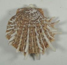 SPONDYLUS ALBIBARBATUS 55mm RARE COLOR SPECIMEN Bohol, Philippines picture