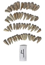 50 Real Moroccan Fossil Teeth Cretaceous Mosasaur Enchodus Prehistoric Lot #4 picture