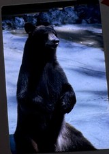Vintage 1963 Bear 35mm Photo Slide picture