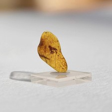 LONG TAIL WASP inclusion in Baltic amber fossil / 100% genuine amber  picture
