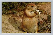 Cheyenne WY-Wyoming, Prairie Dogs In The Field, Vintage Postcard picture