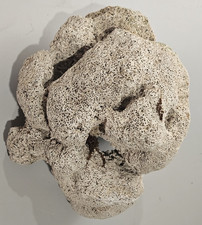 EX LARGE FLORIDA SEA CORAL picture