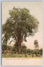 Bridal Elm Tree Dow's Hill Exeter NH New Hampshire Unposted UDB Antique Postcard picture
