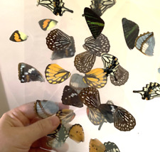 Eco-Friendly REAL Butterfly WINGS, Set of 20 LAMINATED Wings picture