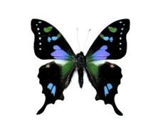 Graphium weiskei ONE REAL BUTTERFLY PINK BLUE PURPLE INDONESIA  WINGS CLOSED  picture