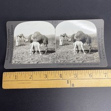 Mother Camel & Baby Stereoview Keystone View Co. 1912 Desert Scene Animals picture