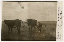 Cushman Montana - Cattle Ranch RPPC - scarce 1911 DPO cancel to Frazee Minnesota picture