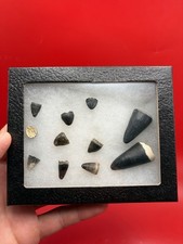 Fossil Alligator Teeth Bone Valley Florida Authentic Collection picture