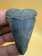 REAL AUTHENTIC EXTINCT WHITE SHARK TOOTH FOSSIL 2.11” SOUTH CAROLINA picture