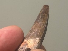 Rare Cristatosaurus lapparenti Spinosaurid Tooth - Elrhaz Formation Niger picture