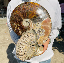 18.25lb Large Natural Ammonite Conch Specimen Mineral Healing Reiki picture