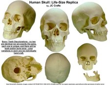 Authentic Human Skull Replica 1:1 Life Size Detailed Human Skull  picture