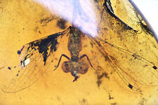 Rare Odonata (Dragonfly), Fossil inclusion in Burmese Amber picture