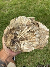 Fossil Shell Castings - Chesapectan Shells From The Choptank Formation MD picture