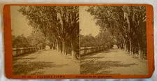 Antique 1884 Florida Stereoview St Augustine Entrance Oak Trees Moss Maynard picture